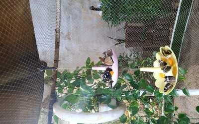 ‪dubai Butterfly Garden‬