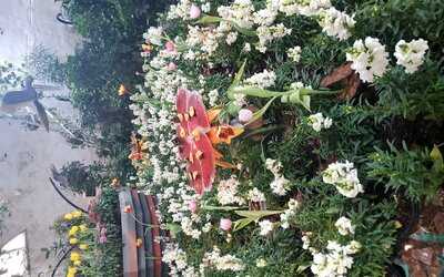 ‪dubai Butterfly Garden‬