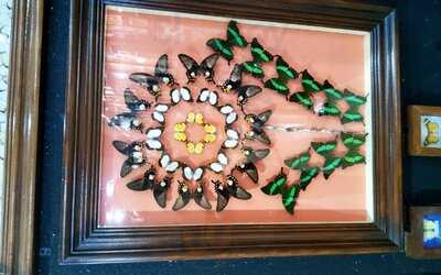 ‪dubai Butterfly Garden‬