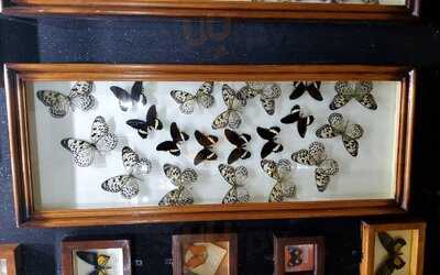 ‪dubai Butterfly Garden‬