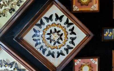 ‪dubai Butterfly Garden‬