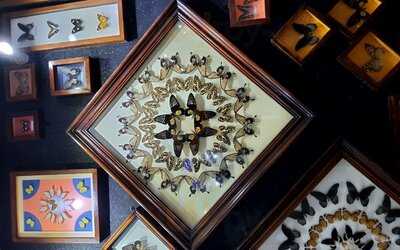 ‪dubai Butterfly Garden‬