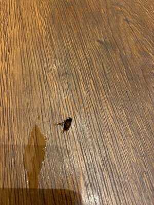 كوزي كابانا كافيه