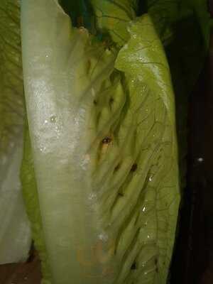 ‪kababji Grill Shorooq‬