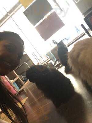 ‪ailuromania Cafe‬