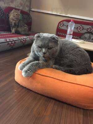 ‪ailuromania Cafe‬