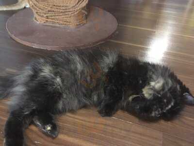 ‪ailuromania Cafe‬