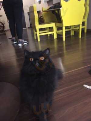 ‪ailuromania Cafe‬