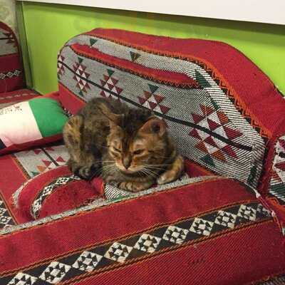 ‪ailuromania Cafe‬