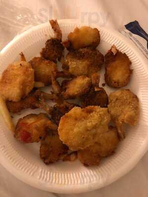 ‪al Riqqa Falcon‬