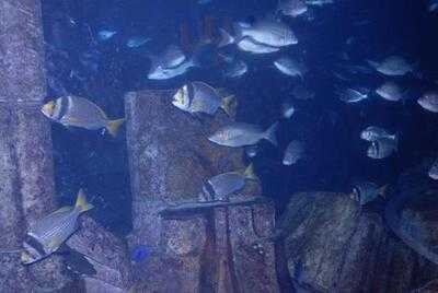 ‪la Palma Restaurant‬