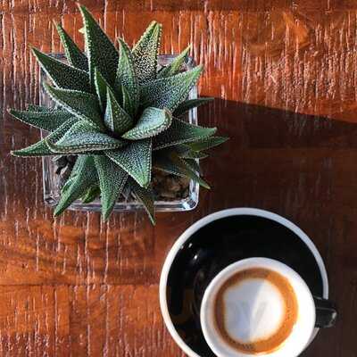 ‪pdl Coffee Co. & Barbershop‬