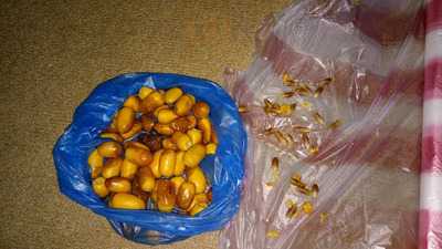 ‪mahashi Al Cheef‬