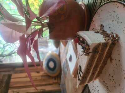 ‪seva Table By Seva Experience‬