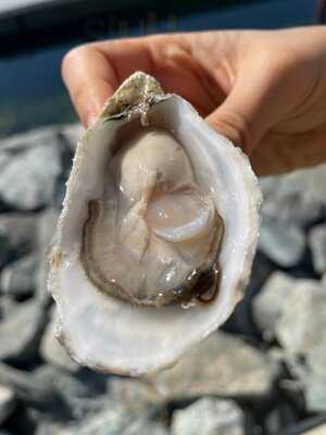 ‪dibba Bay Oysters‬