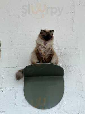 ‪cat Cafe Vibrissae - Mirdif 35‬