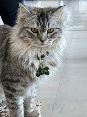 ‪cat Cafe Vibrissae - Mirdif 35‬