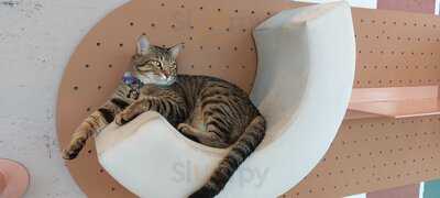 ‪cat Cafe Vibrissae - Mirdif 35‬