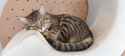 ‪cat Cafe Vibrissae - Mirdif 35‬