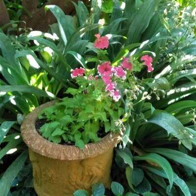 The Tea Room At The Gables