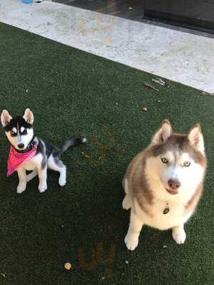 Furbaby Boutique & Cafe