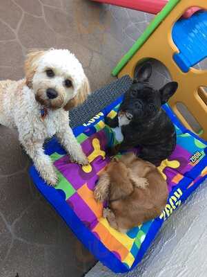 Furbaby Boutique & Cafe