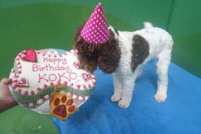 Furbaby Boutique & Cafe