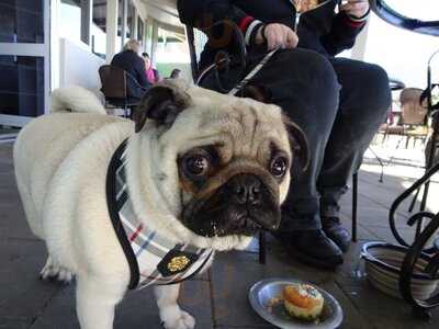 Furbaby Boutique & Cafe