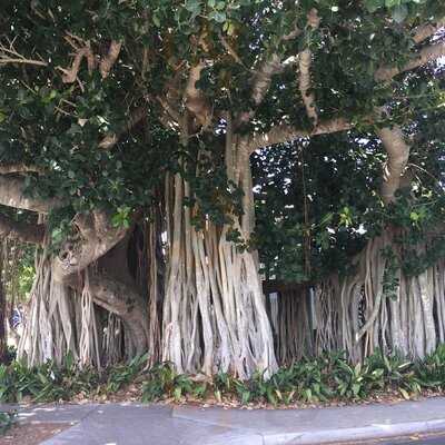 The Wired Owl Coffee Co