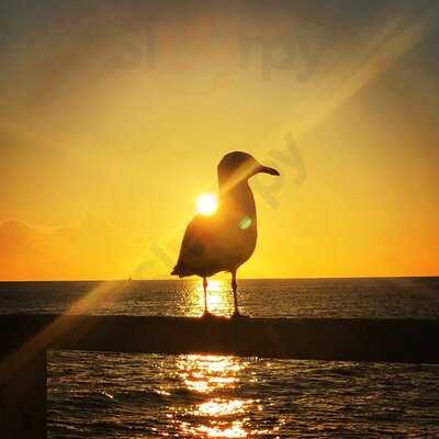 The Wired Owl Coffee Co