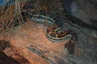 Walkabout Creek Cafe