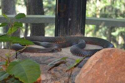 Walkabout Creek Cafe