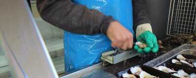 Shuck All Oyster Bar