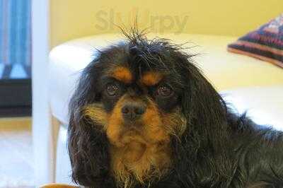 Pablo & Rustys Lane Cove