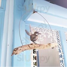 Willie Wagtails Nest