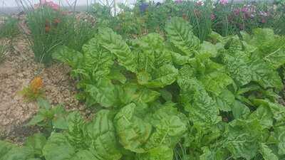 Skyes Cafe & Courtyard