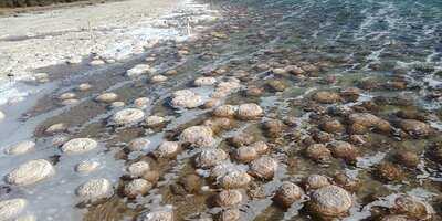 Lake Clifton Tavern And Motel