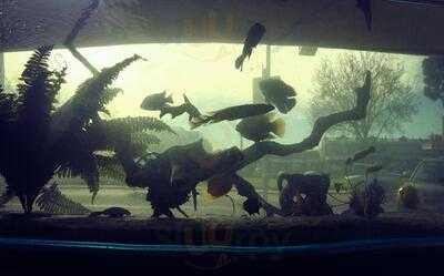 Steve's West End Fish Shop