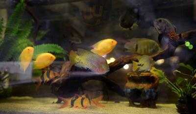 Steve's West End Fish Shop