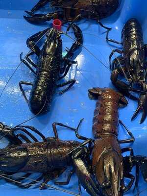 Nicholas Seafood Traders