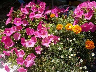 Royal Kebab And Cafe