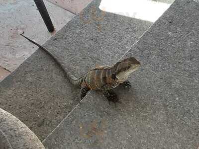 The Gardens By Lotus