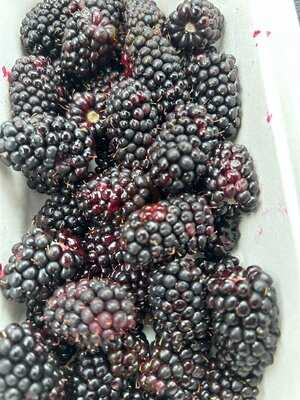 Sheffield Berry Gardens