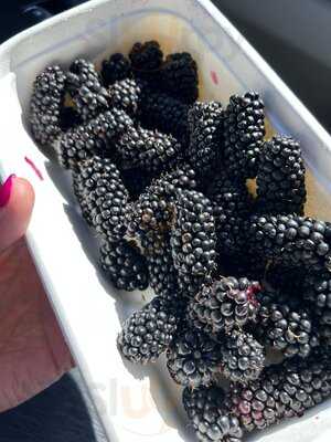 Sheffield Berry Gardens