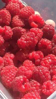 Sheffield Berry Gardens