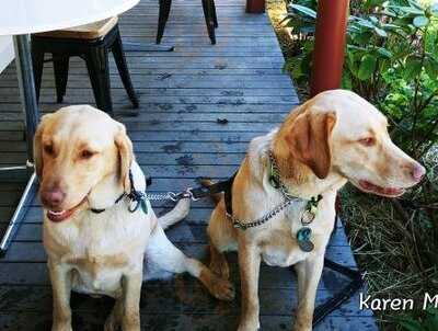 Chaplins At The Muse