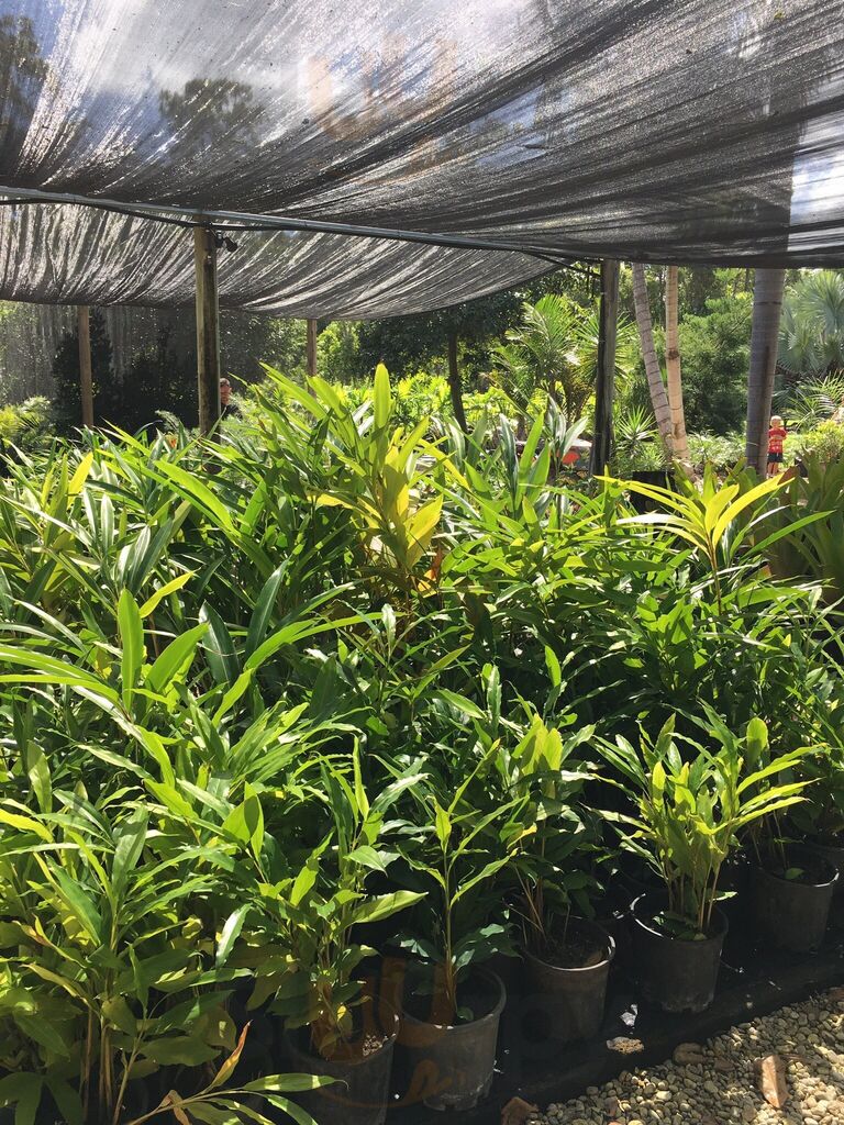 Busy Bees Plants And Palms