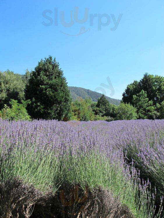 Lavender Hue Tea Room