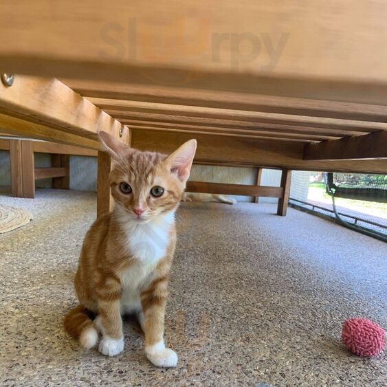 Kitty Cafe, Darwin