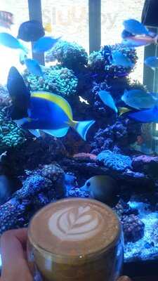 Reef Galleria Aquarium & Cafe